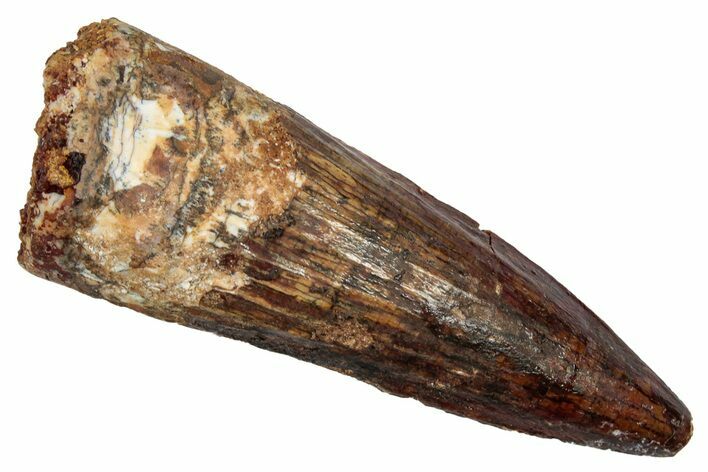 Fossil Spinosaurus Tooth - Real Dinosaur Tooth #345487